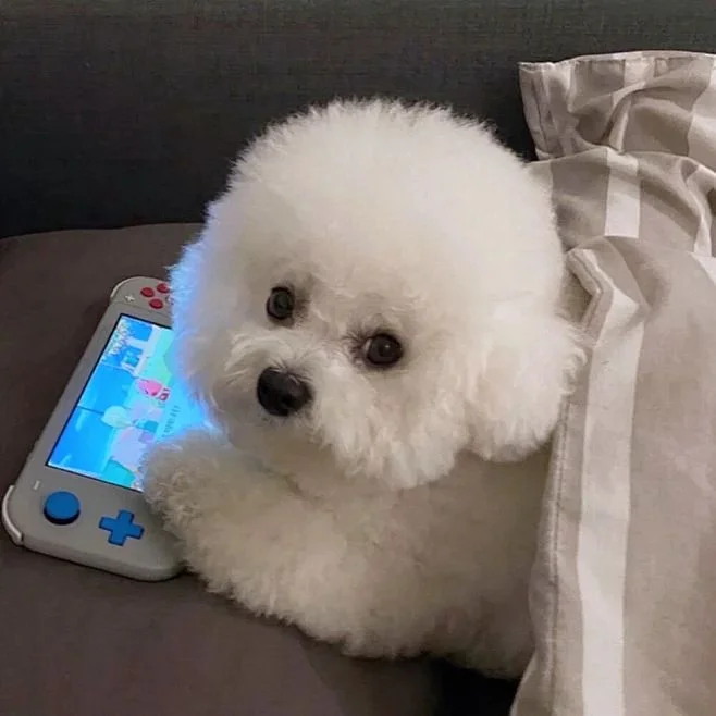 Why Do Dogs Pee in Your Bed?