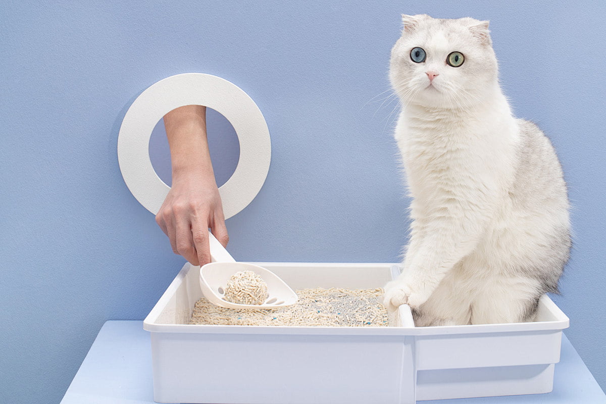 Can Cats Share a Litter Box?