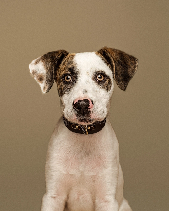 Big eyed dog