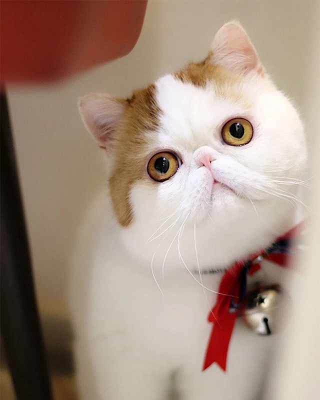 A cat leaning against the wall