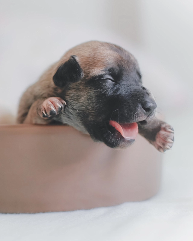 newly born puppy